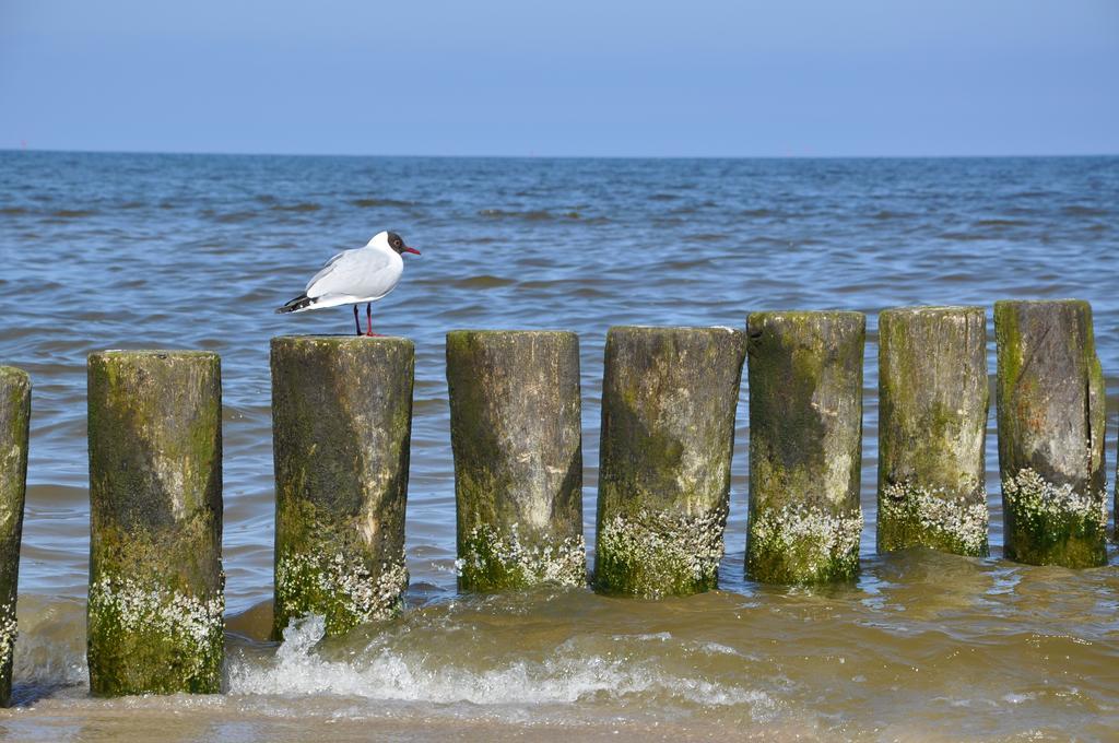 Seetelhotel Nautic Usedom Hotel & Spa Koserow Eksteriør billede